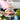 Easter High Tea - Auckland Delivery only